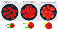 Osmotic pressure on blood cells diagram-ru.svg.png